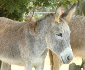 Donkey sanctuary