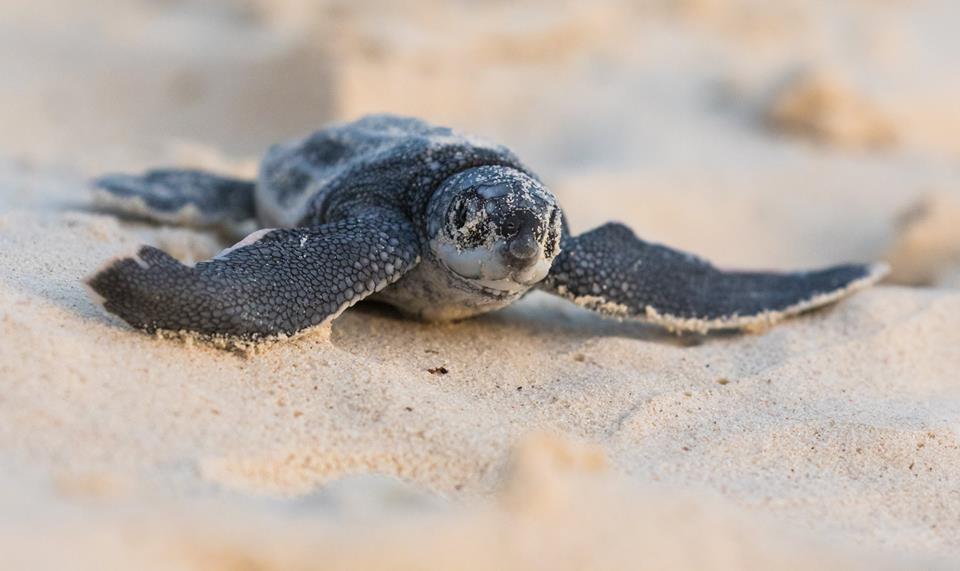 baby leatherback sea turtle