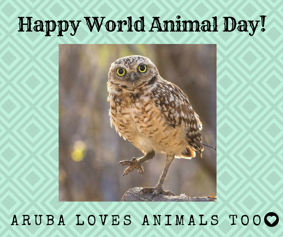 Happy World Animal Day from Aruba!