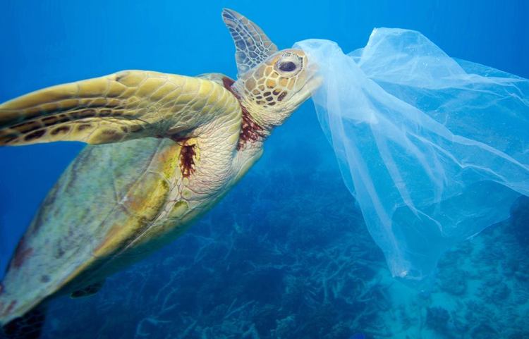 aruba-hi-winds-keep-the-beaches-and-ocean-clean-save-turtles-biodegradable-eco-friendly-products