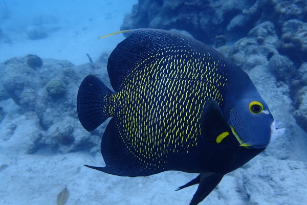 French-Angelfish-at-mangel-halto-photo-by-happy-divers-aruba-visitaruba