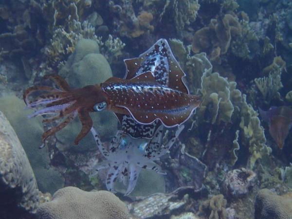 aruba-bobs-snorkelingsquid-shot-at-mangel-halto-visitaruba