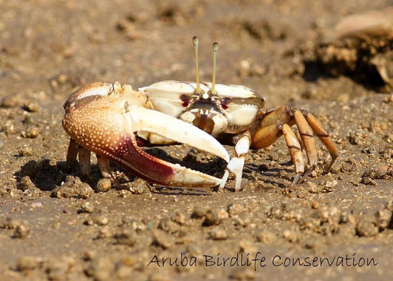 fiddler-crabs-photo-by-aruba-birdlife-conservation-mangroves-visitaruba-blog-800