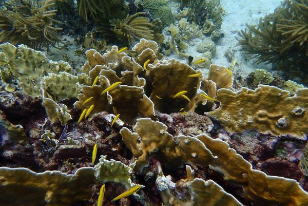 happy-divers-aruba-photo-underwater-mangel-halto-school-of-fish-visitaruba