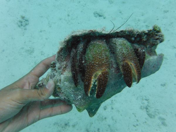 hermit-crab-at-spaans-lagoen-photo-by-josh-y-yaya-aruba-visitaruba