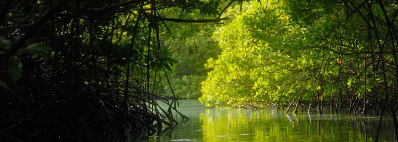 mangroves-spaans-lagoen-by-Henkjan-Kievit-DCNA-aruba-visitaruba