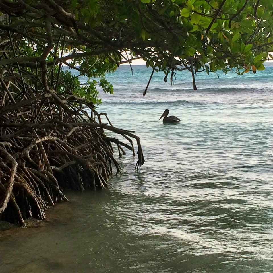 pelican-mangel-halto-habitat-birdlife-aruba-conservation-marcella-janczewski-visitaruba-800