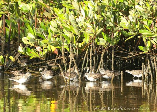 photo-by-aruba-birdlife-conservation-of-least-sandpipers-at-spanish-lagoon-visitaruba