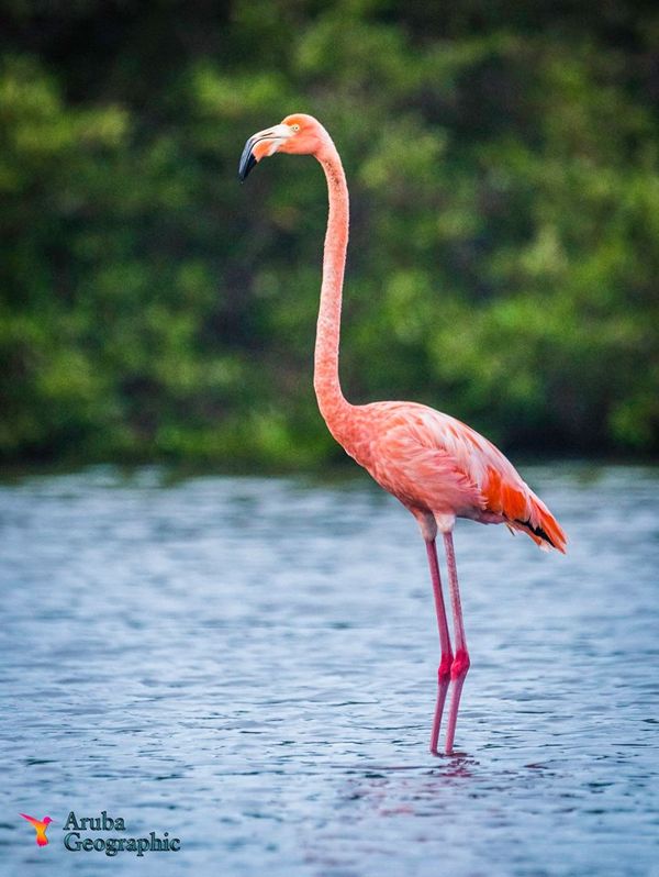 photo-by-aruba-geographic-flamingo-at-spaans-lagoen-visitaruba
