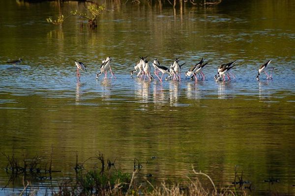 photo-by-at-rene-renelpix-birdlife-aruba-spaans-lagoen-visitaruba-black-necked-stilts