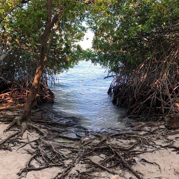 photo-by-havenshomeslifestyle-mangel-halto-aruba-mangroves-visitaruba