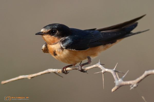photo-by-patrick-pena-of-barn-swallow-bird-spaans-lagoen-aruba-visitaruba