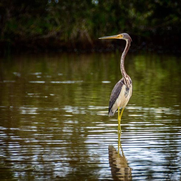 tricolored-heron-bird-wildlife-spaans-lagoen-aruba-by-rene-renelpix-visitaruba