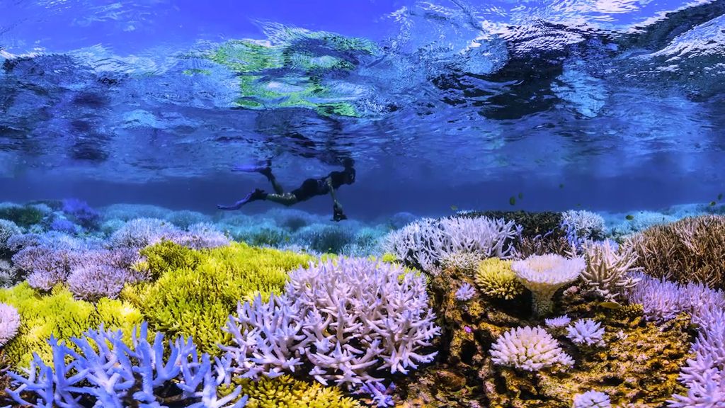 Aruba’s Chasing Coral Event: A Campaign to Save Our Coral Reefs and Inspire Action