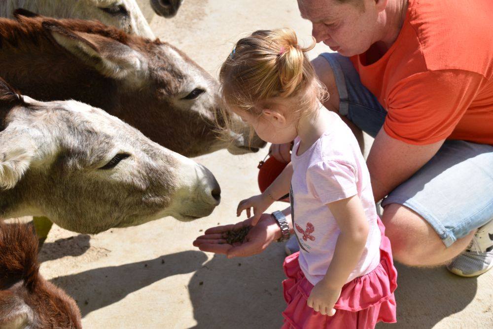 donkey-sanctuary-aruba-rescue-donkeys-kids-feeding-photo-by-donkeysanctuaryaruba-visitaruba