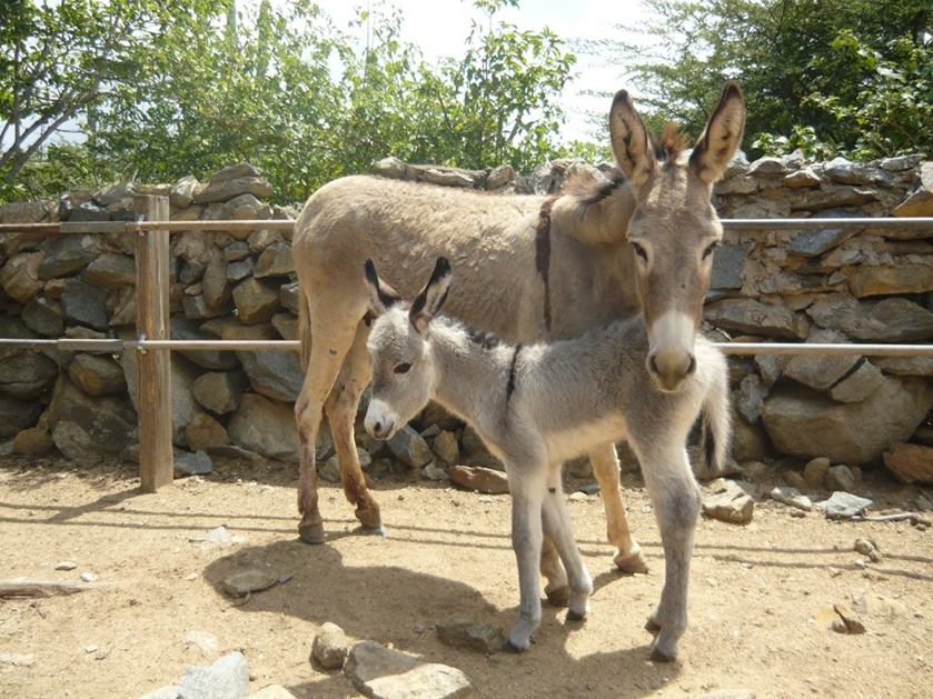 donkey-sanctuary-aruba-rescue-donkeys-photo-by-donkeysanctuaryaruba-visitaruba