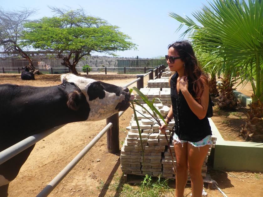 philips-animal-garden-aruba-feed-cow-photo-by-megan-rojer-visitaruba