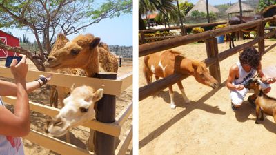 philips-animal-garden-aruba-feeding-photo-by-megan-rojer-visitaruba