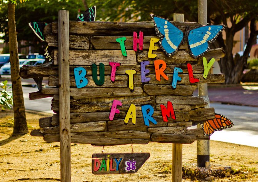 the-butterfly-farm-aruba-butterflies-blog-by-visitaruba