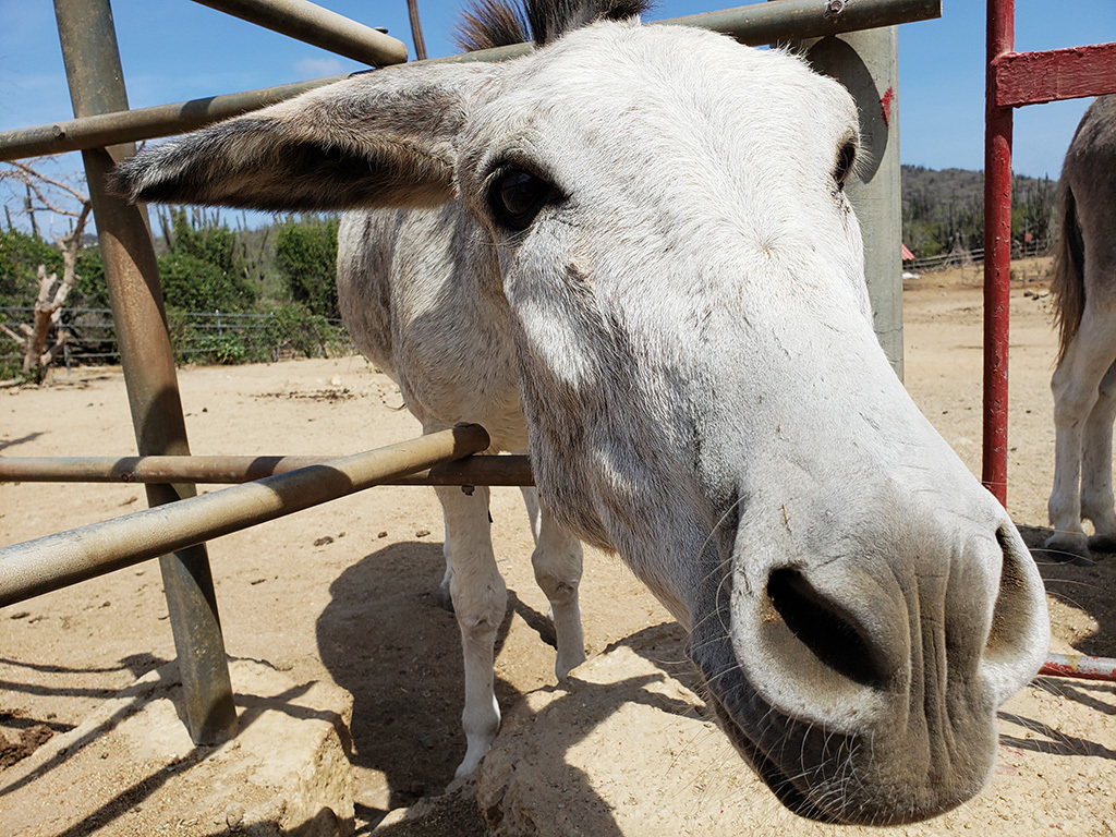 Aruban Donkey