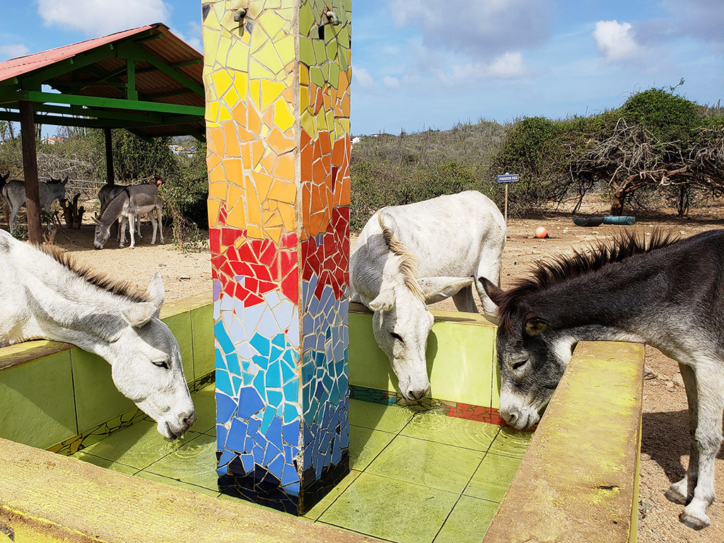 A Haven for Aruba’s Donkeys