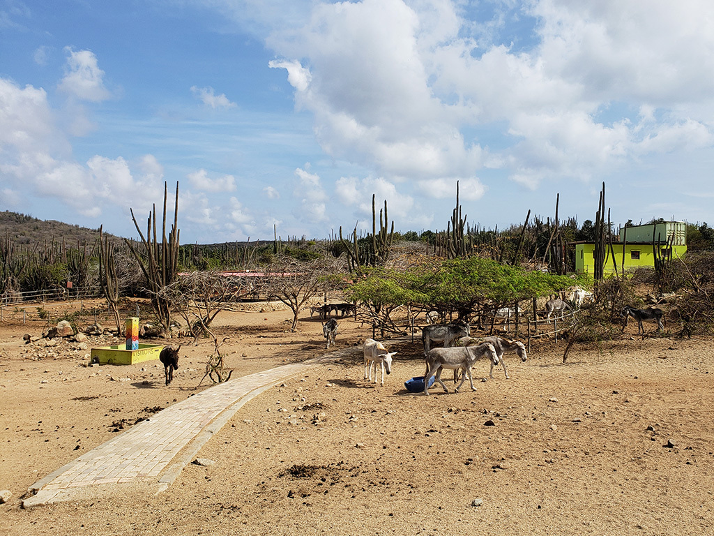 Aruba Donkey Sanctuary