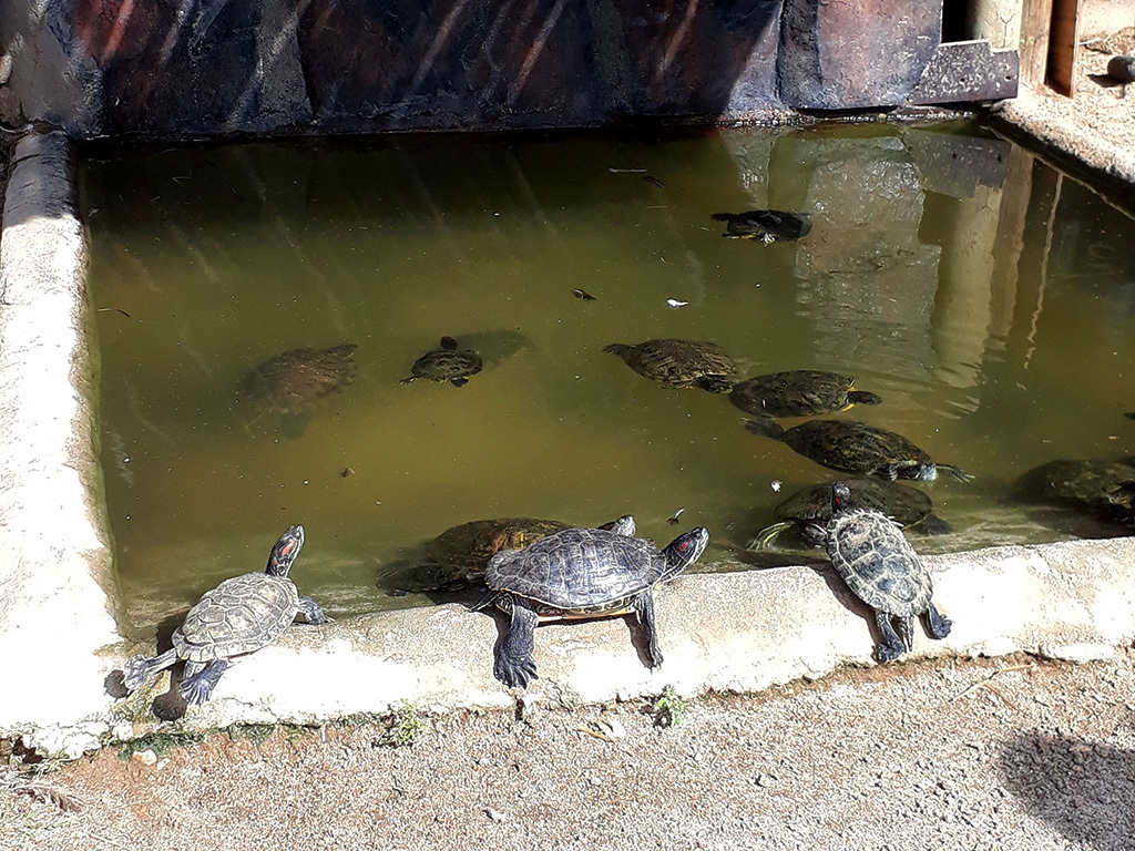 Philip's Celebrates Animal Day! | Visit Aruba Blog