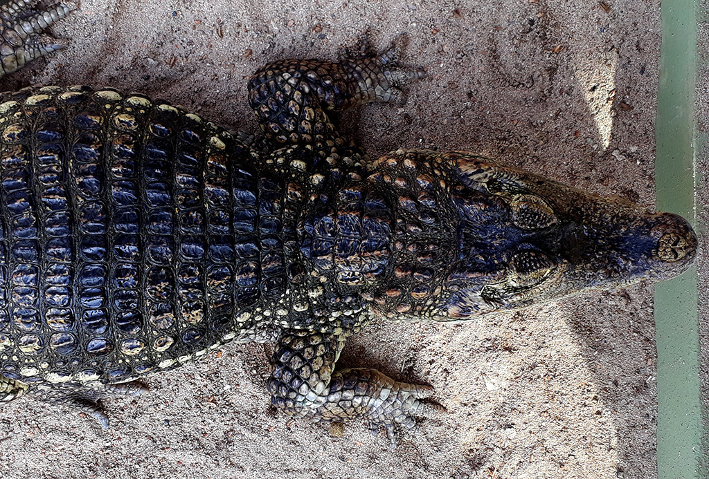 Philip's Celebrates Animal Day! | Visit Aruba Blog