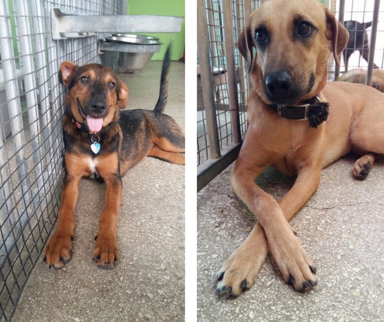 Voluntourism Helping Aruba's FourLegged Friends Visit Aruba Blog