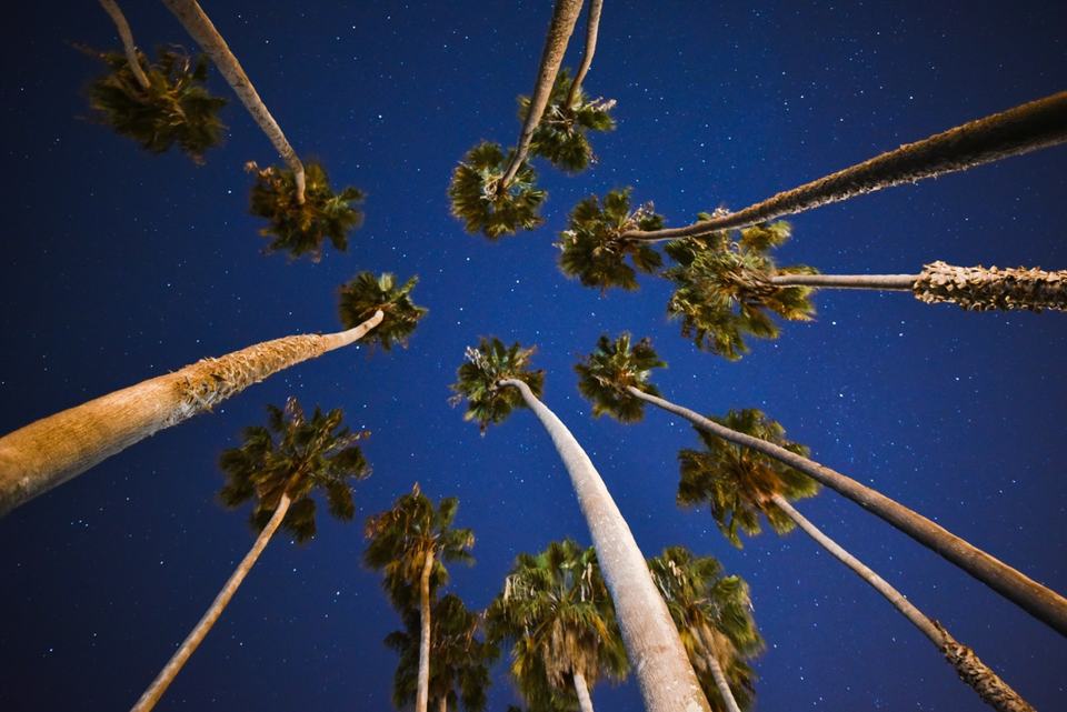 sky-trees-stars-tropical-night-time-in-caribbean-aruba