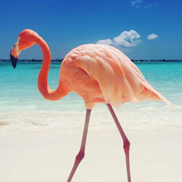 The Best Photos of Aruba by Social Media Influencers & Travelers in ...