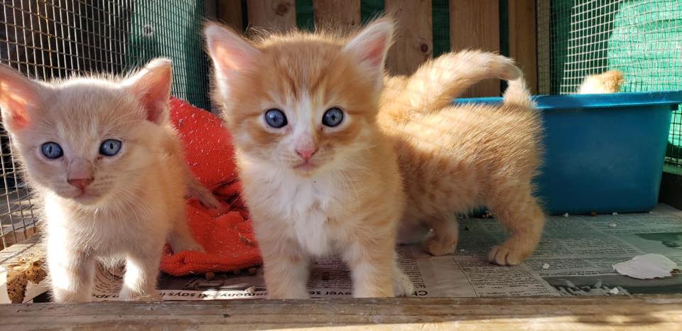 Nine Lives Aruba Foundation Adoption Day