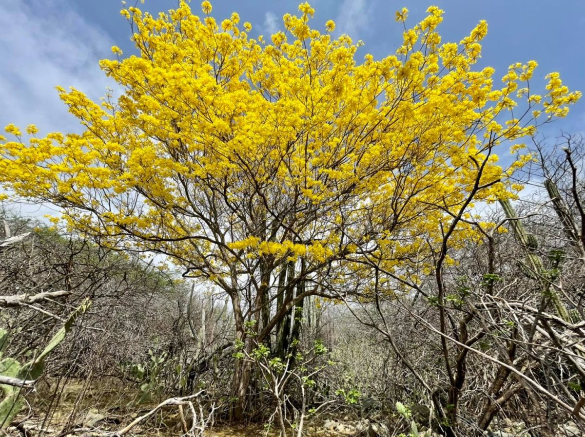 Discover the Colorful Flora of Aruba