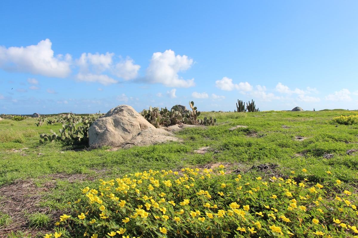 8 Nature Attractions to Visit in Aruba