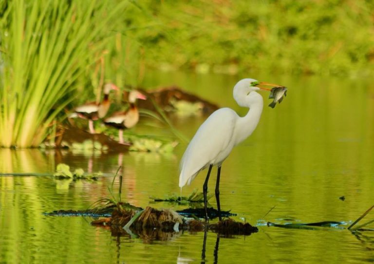 THINGS TO DO IN ARUBA BEACHES NATURE CULTURE visual data 7