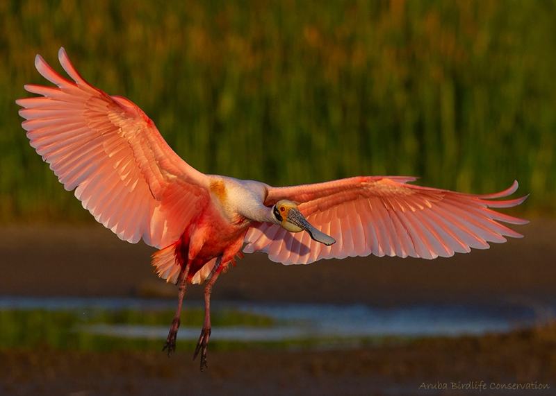 aruba-birdlife-conservation-at-bubali-plas-wetlands-preserves-sanctuary