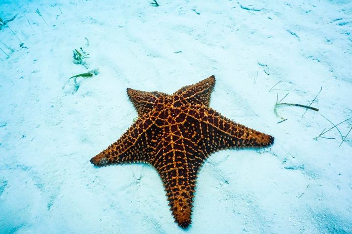 Photo by Octopus Aruba