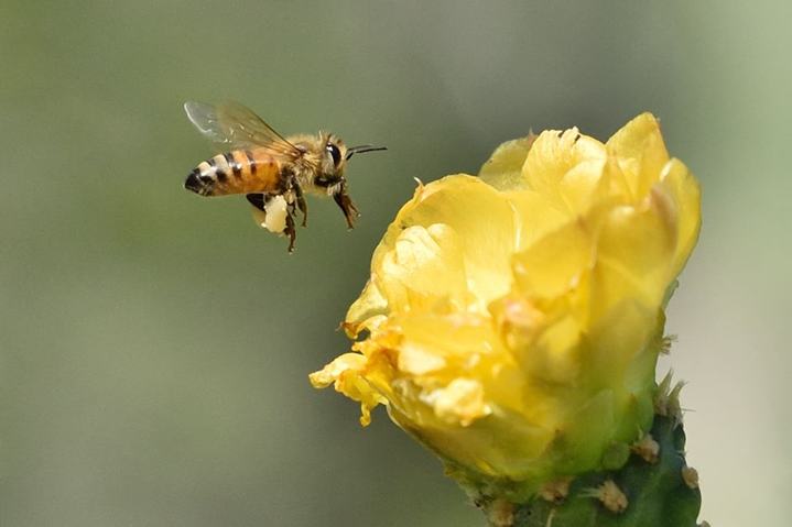 photo by Arikok National Park - bumble bee