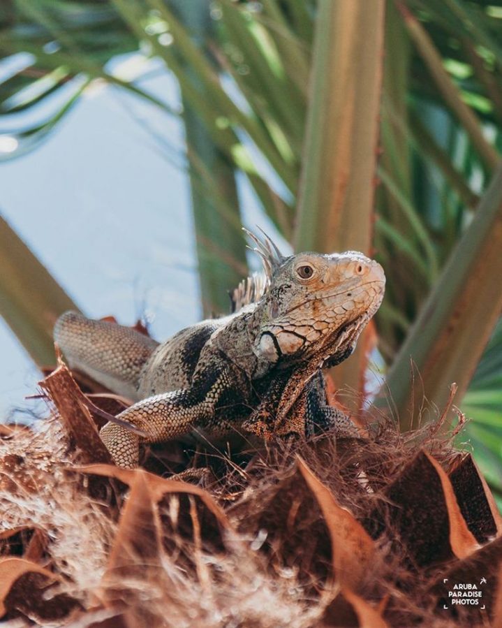 Meet the Animals That Live the Island Life in Aruba | Visit Aruba Blog