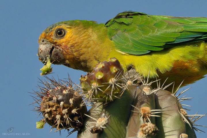 photo by Birdwatching Aruba - Prikichi