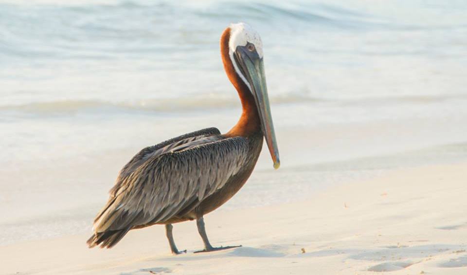 Meet the Animals That Live the Island Life in Aruba