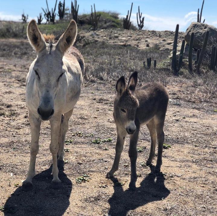 photo by Donkey Sanctuary Aruba