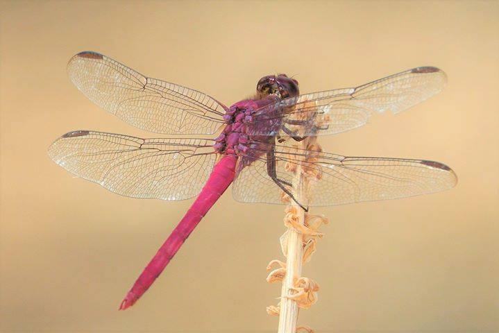 photo by Erik Neuteboom via Arikok National Park - purple dragonfly or Aruban skimmer