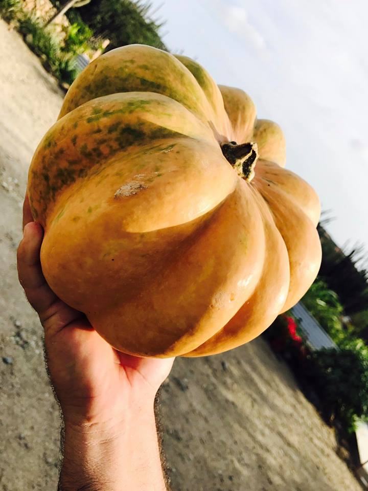 photo-by-Goshen-Aruba-pumpkins-from-one-happy-island-de-palm-tours