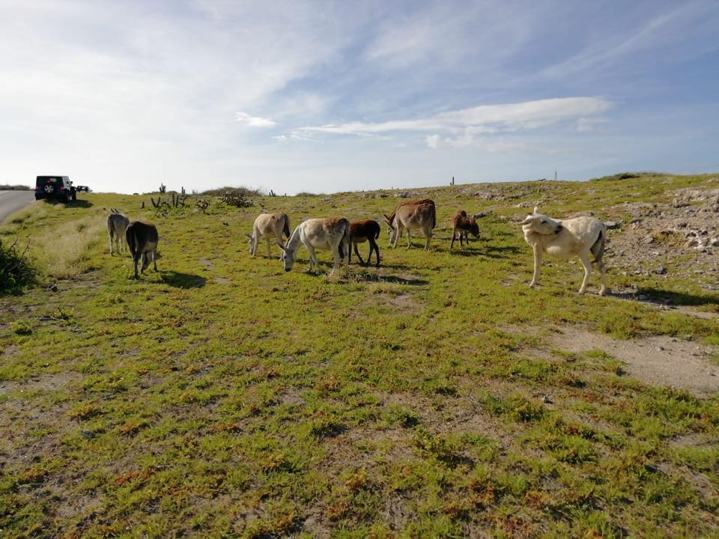 photo by Marga and Niek Valk via Donkey Sanctuary Aruba