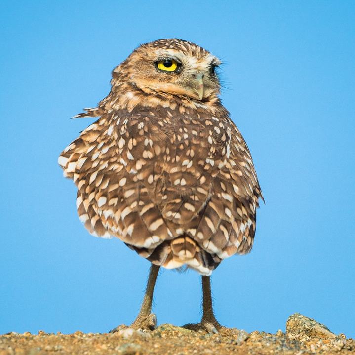 photo by artmando multimedia - shoco - aruban burrowing owl