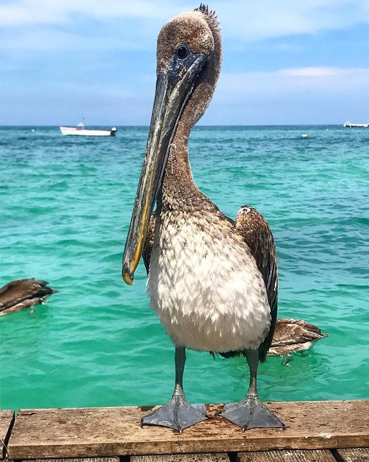 photo by aruba reef care project - pelican