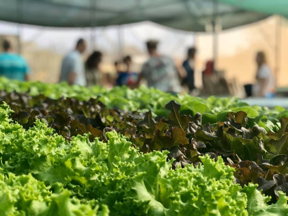 Fresh Produce is Springing up in Aruba