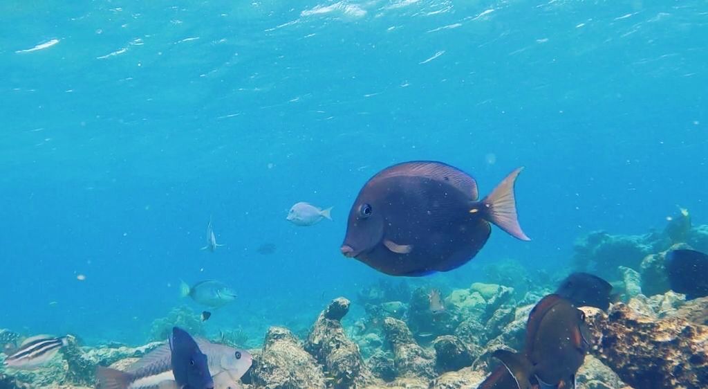 Let’s Go Snorkeling in Aruba!