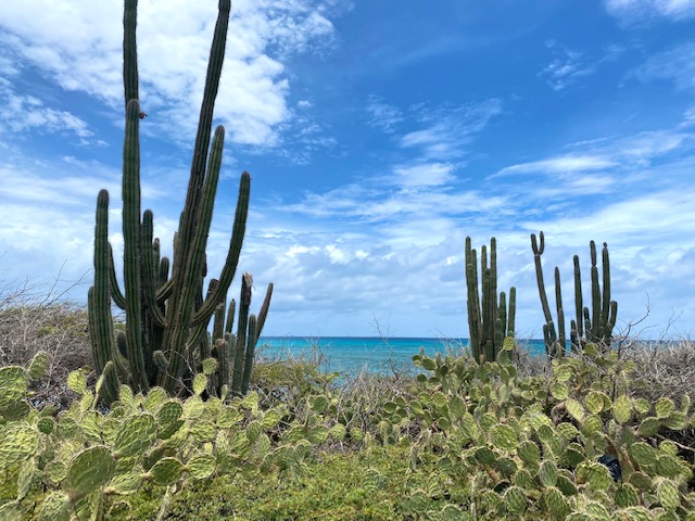 Aruba’s Stabby Plants